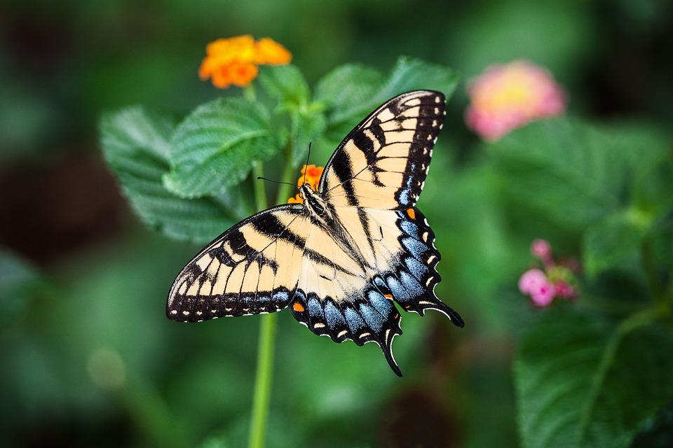 Tips voor meer vlinders in de tuin 
